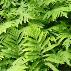 Onoclea Sensibilis -Herbalife Shop pl2000011781 card2 lg