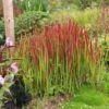 Imperata Cylindrica 'Rubra' -Herbalife Shop pl2000011922