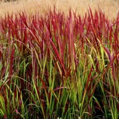 Imperata Cylindrica 'Rubra' -Herbalife Shop pl2000011922 card2 lg