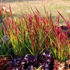 Imperata Cylindrica 'Rubra' -Herbalife Shop pl2000011922 card3 lg