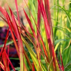 Imperata Cylindrica 'Rubra' -Herbalife Shop pl2000011922 card4 lg