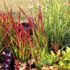 Imperata Cylindrica 'Rubra' -Herbalife Shop pl2000011922 card5 lg