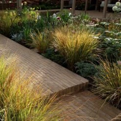 Anemanthele Lessoniana -Herbalife Shop pl2000011924 card3 lg