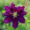 Clematis 'The Vagabond' 1 Clematis 'The Vagabond' -Herbalife Shop pl2000012359