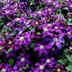 Clematis 'The Vagabond' -Herbalife Shop pl2000012359 card3 lg