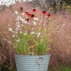 Oenothera Lindheimeri 'Whirling Butterflies' -Herbalife Shop pl2000012365 card3 lg