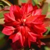 Euphorbia Griffithii 'Fireglow' -Herbalife Shop pl2000012387