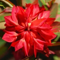 Euphorbia Griffithii 'Fireglow'