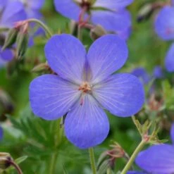 Geranium × Johnsonii 'Johnson's Blue' -Herbalife Shop pl2000012646 card3 lg