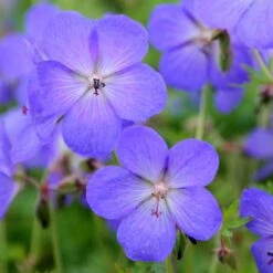 Geranium × Johnsonii 'Johnson's Blue' -Herbalife Shop pl2000012646 card5 lg