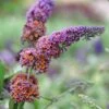 Buddleja × Weyeriana 'Bicolor' 1 Buddleja × Weyeriana 'Bicolor' -Herbalife Shop pl2000012669