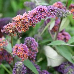 Buddleja × Weyeriana 'Bicolor' -Herbalife Shop pl2000012669 card2 lg
