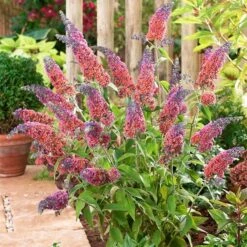 Buddleja × Weyeriana 'Bicolor' -Herbalife Shop pl2000012669 card3 lg