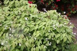 Epimedium × Youngianum 'Niveum' -Herbalife Shop pl2000012677 card4 lg