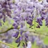 Wisteria Sinensis 'Amethyst' -Herbalife Shop pl2000012703