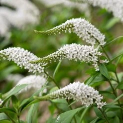 Lysimachia Clethroides -Herbalife Shop pl2000012743 card3 lg
