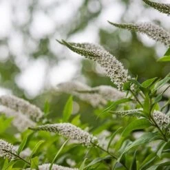 Lysimachia Clethroides -Herbalife Shop pl2000012743 card5 lg