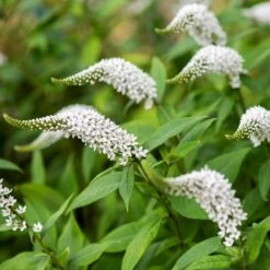 Lysimachia Clethroides -Herbalife Shop pl2000012743 card7 lg