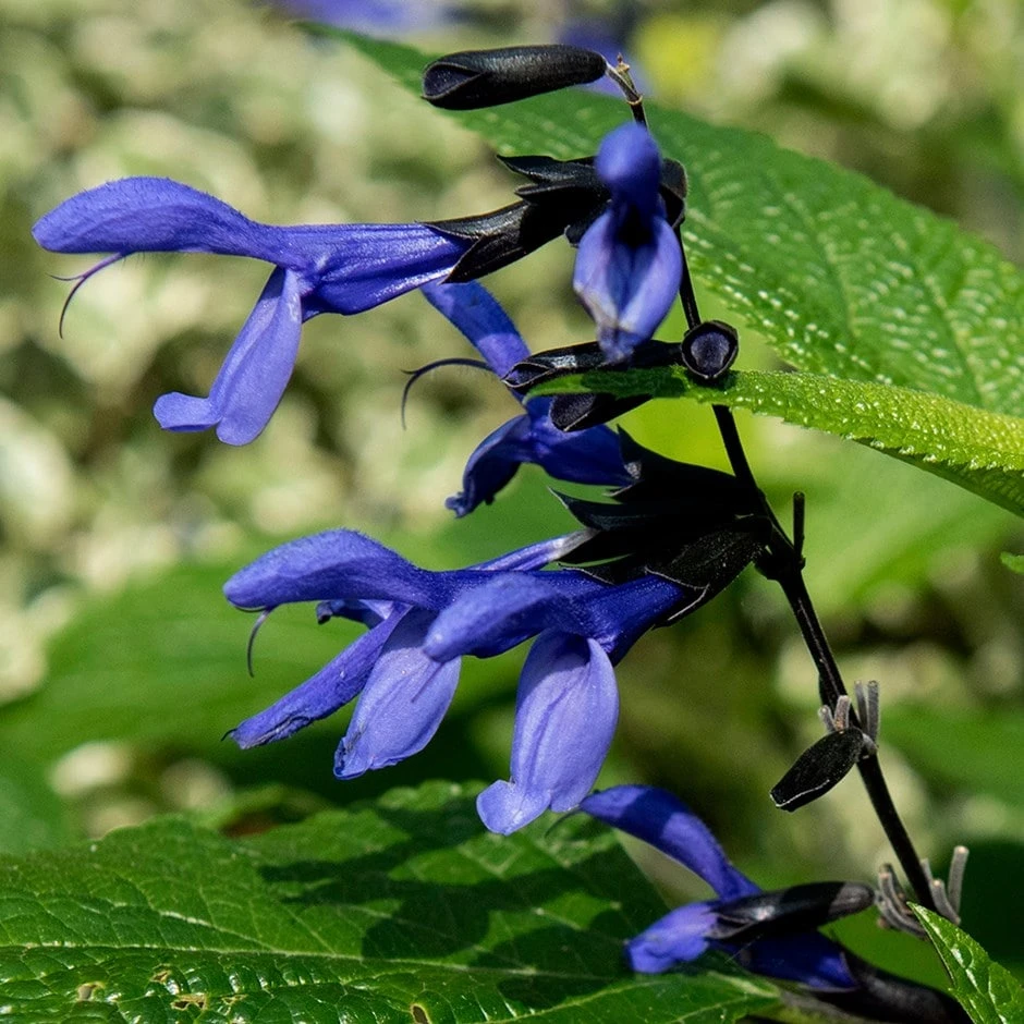 Salvia Guaranitica 'Black And Blue' 3 Salvia Guaranitica 'Black And Blue'