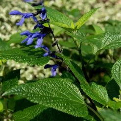 Salvia Guaranitica 'Black And Blue' 9 Salvia Guaranitica 'Black And Blue' -Herbalife Shop pl2000012792 card4 lg