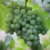 Grape 'Pinot Blanc' -Herbalife Shop pl2000012816