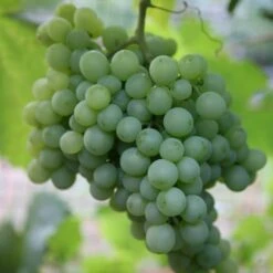 Grape 'Pinot Blanc'