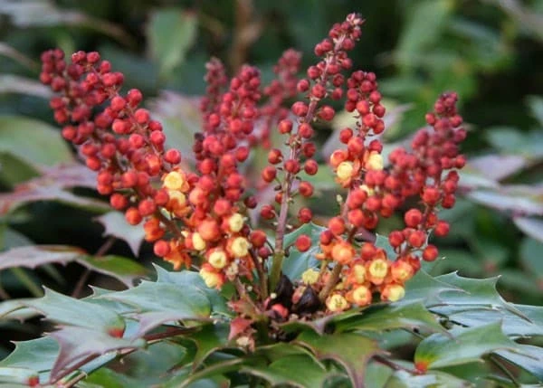 Mahonia Nitens 'Cabaret' (PBR) 4 Mahonia Nitens 'Cabaret' (PBR) - Image 2