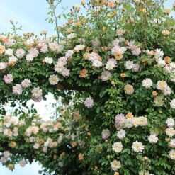 Rosa 'Phyllis Bide' -Herbalife Shop pl2000012865 card4 lg