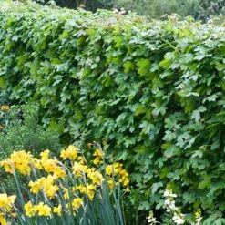 Acer Campestre - Field Maple Hedging