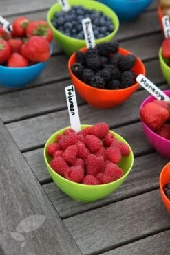 Raspberry 'Tulameen' 7 Raspberry 'Tulameen' -Herbalife Shop pl2000012885 card3 lg