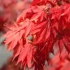 Acer Palmatum -Herbalife Shop pl2000012901