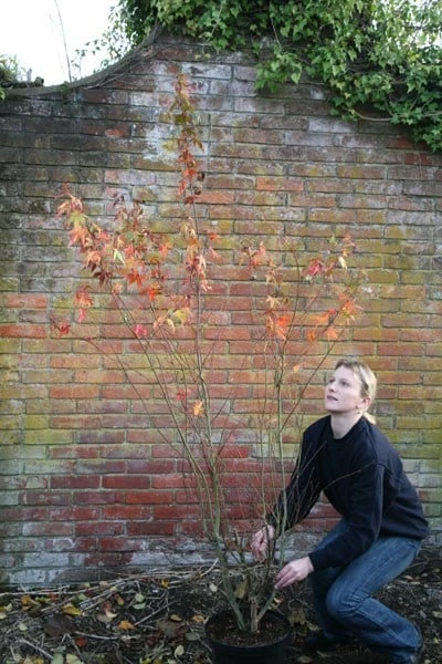 Acer Palmatum 4 Acer Palmatum - Image 2