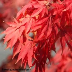 Acer Palmatum 7 Acer Palmatum -Herbalife Shop pl2000012901 card3 lg