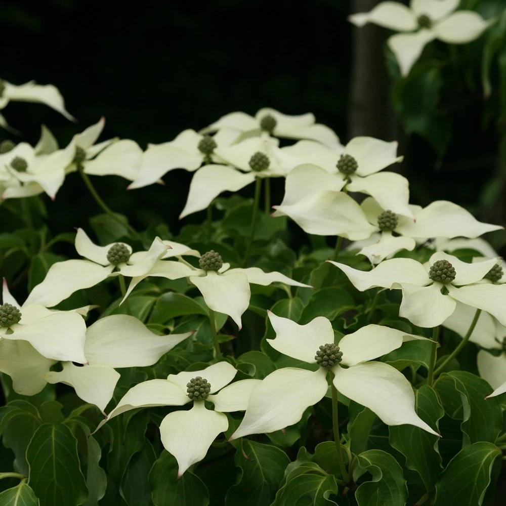 Cornus Florida 4 Cornus Florida - Image 2