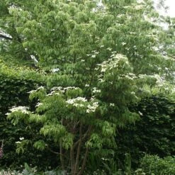 Cornus Florida 7 Cornus Florida -Herbalife Shop pl2000012904 card3 lg
