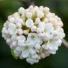 Viburnum × Carlcephalum