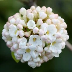 Viburnum × Carlcephalum