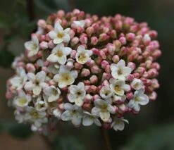 Viburnum × Carlcephalum -Herbalife Shop pl2000012913 card3 lg