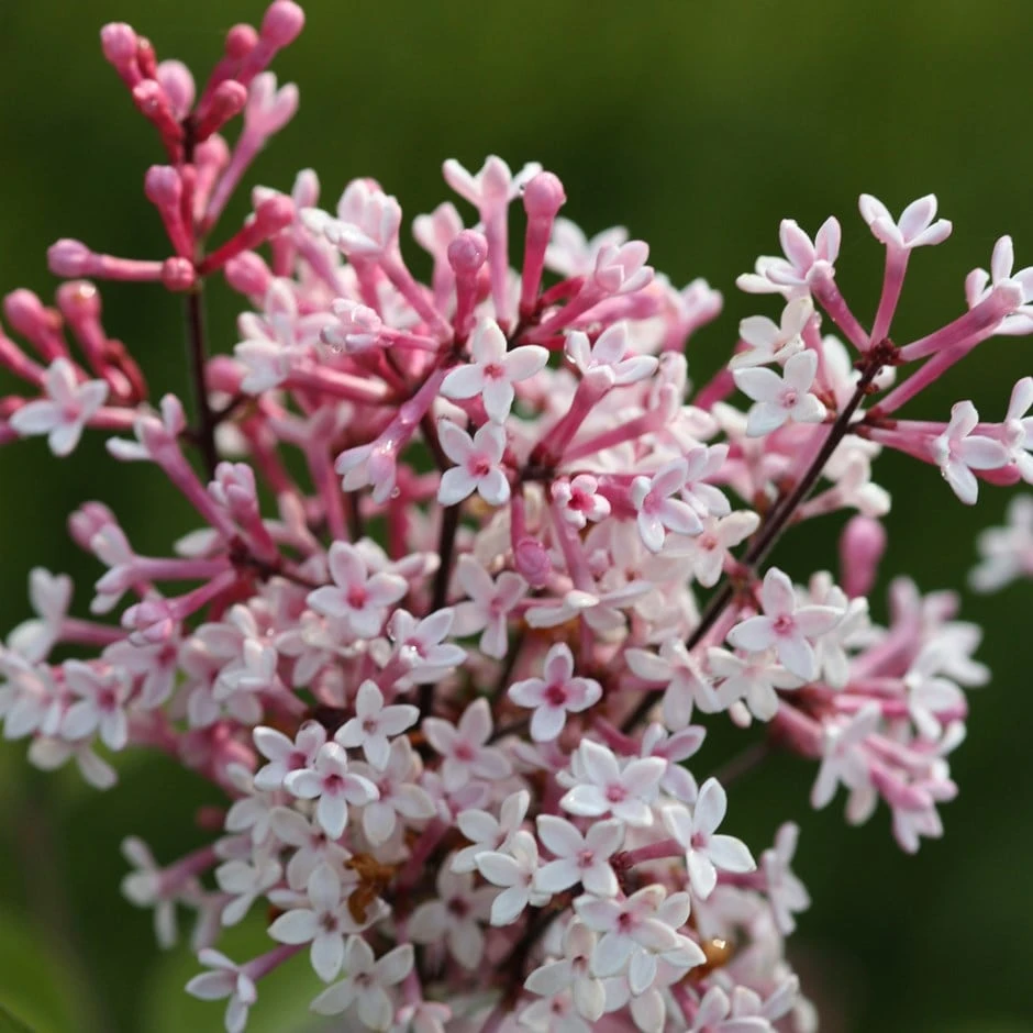 Syringa Pubescens Subsp. Microphylla 'Superba' 3 Syringa Pubescens Subsp. Microphylla 'Superba'