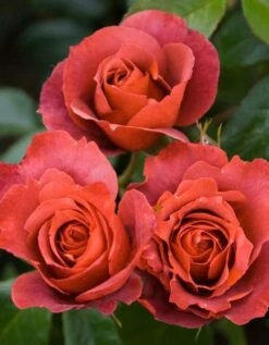 Rosa Hot Chocolate ('Wekpaltez') (PBR) -Herbalife Shop pl2000013047 card2 lg