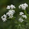 Galium Odoratum -Herbalife Shop pl2000013108