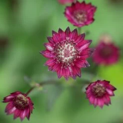 Astrantia 'Hadspen Blood' -Herbalife Shop pl2000013199 card4 lg