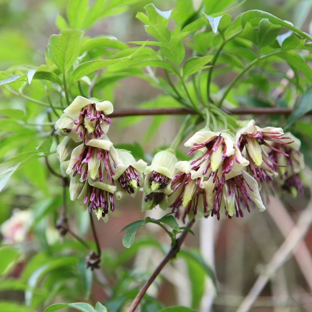 Clematis Napaulensis 4 Clematis Napaulensis - Image 2