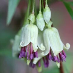 Clematis Napaulensis 7 Clematis Napaulensis -Herbalife Shop pl2000013334 card3 lg