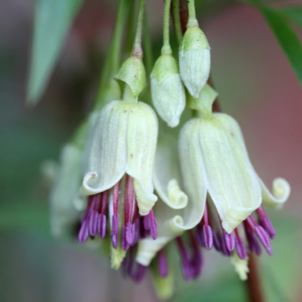 Clematis Napaulensis 5 Clematis Napaulensis - Image 3