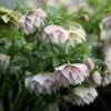 Helleborus × Hybridus Harvington Double Lilac Speckled -Herbalife Shop pl2000013337