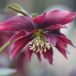 Helleborus × Hybridus Harvington Double Chocolate -Herbalife Shop pl2000013340 card2 lg