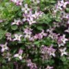 Clematis 'Minuet' -Herbalife Shop pl2000013343