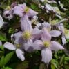 Clematis Montana Var. Rubens 'Odorata'