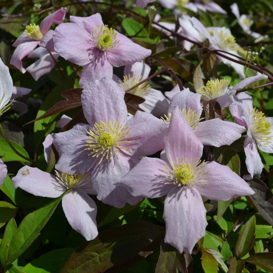 Clematis Montana Var. Rubens 'Odorata' 3 Clematis Montana Var. Rubens 'Odorata'